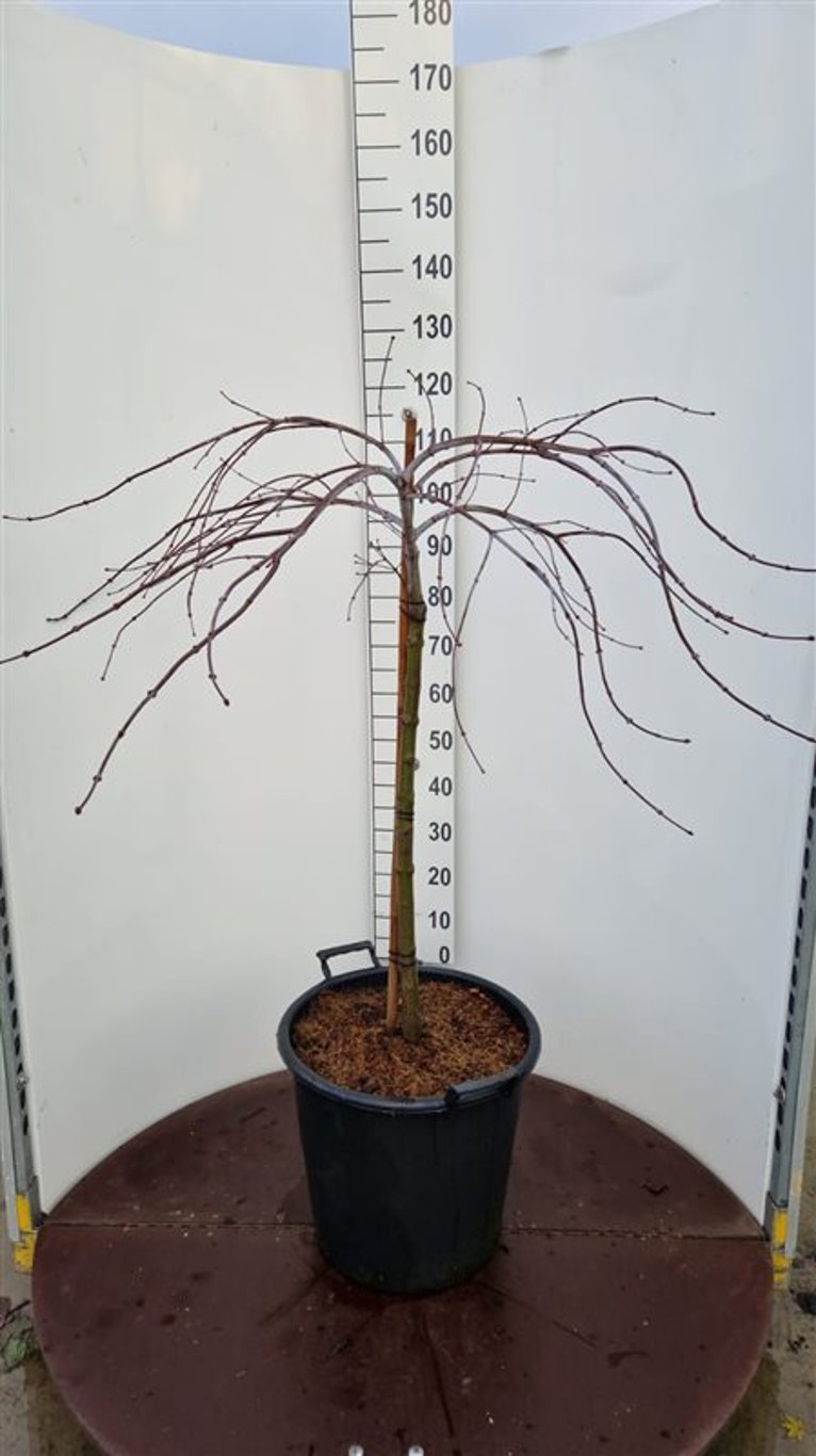 Acer pal. 'Tamukeyama' - 90 CM Stem C30